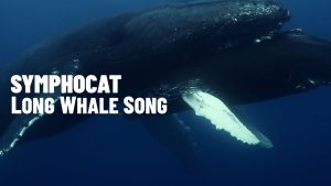 Symphocat - Long Whale Song